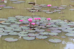 Nymphaea rubra